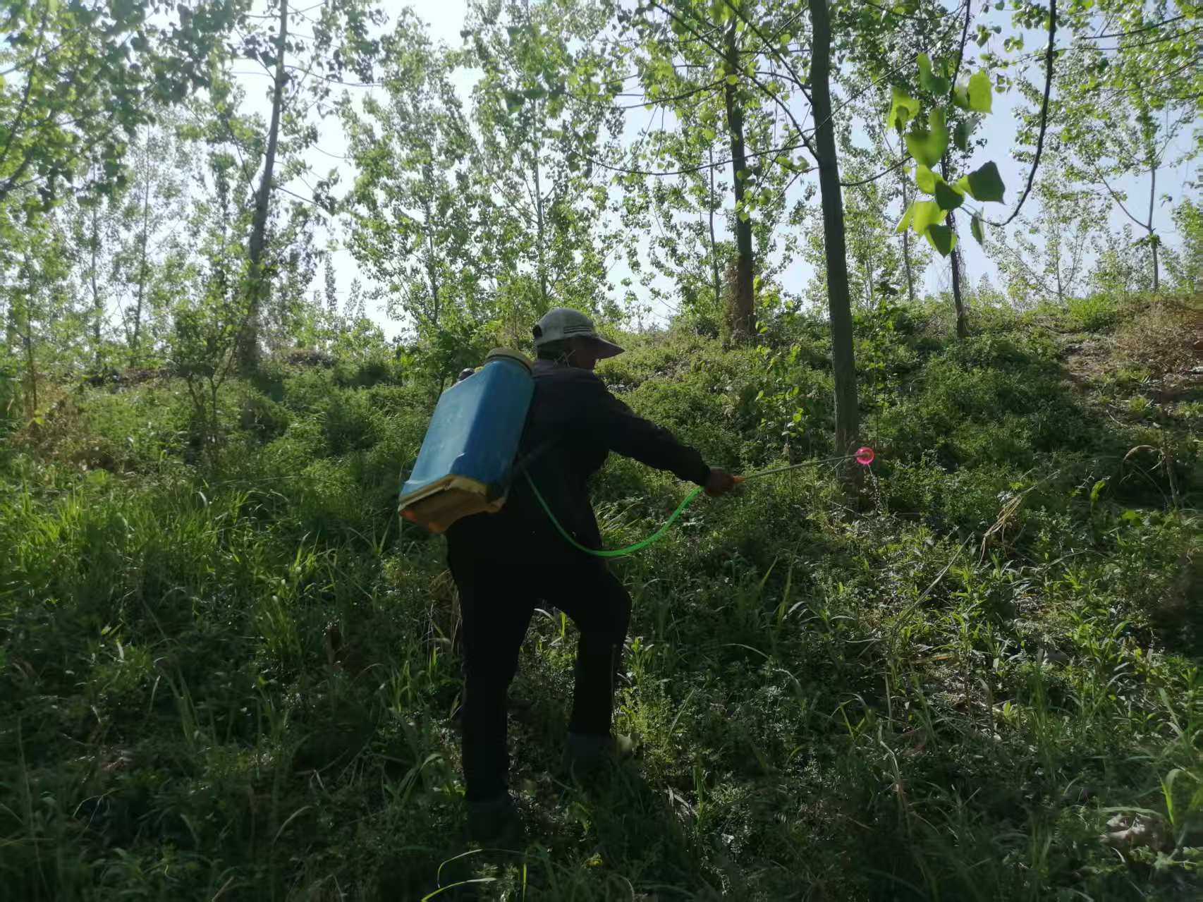 古庵村重拳出擊 科學(xué)清除生態(tài)殺手——加拿大一枝黃花藥殺行動