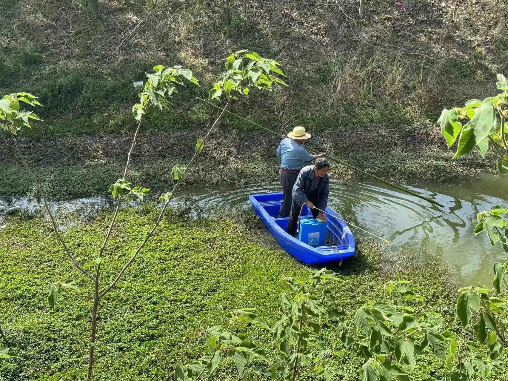 孝庵村開展戚家圩排澇渠水花生專項整治行動