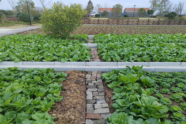 楊村鎮：村規民約“約”出鄉村治理新成效