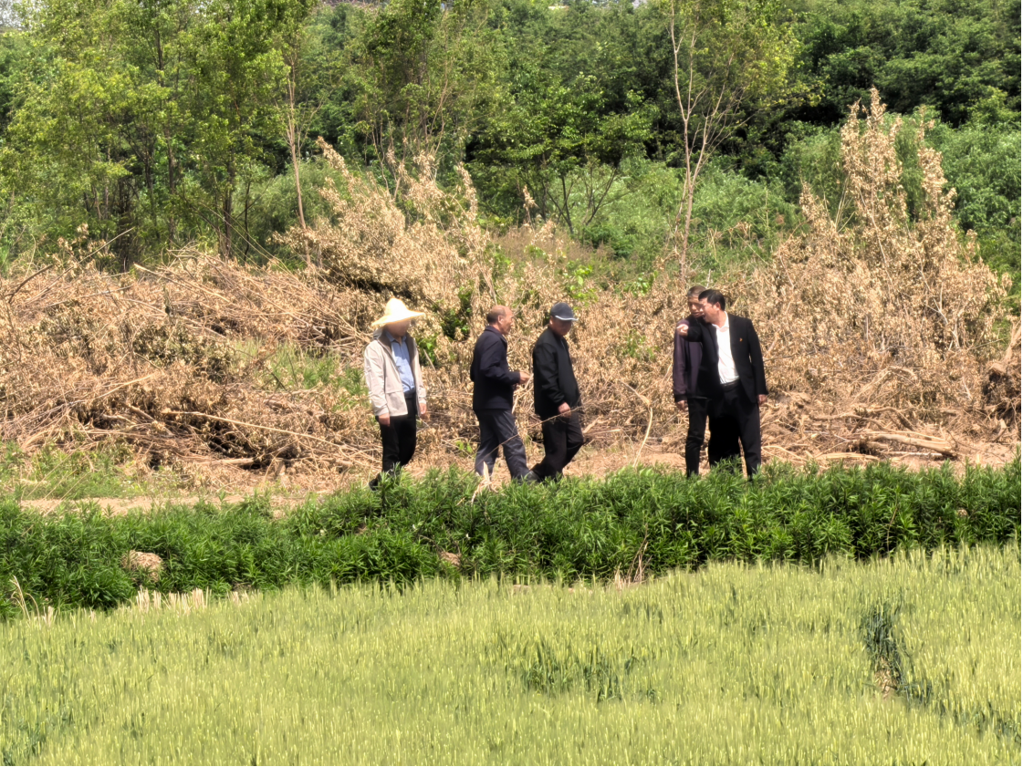 張巷村：修筑灌溉水渠?助力鄉村振興