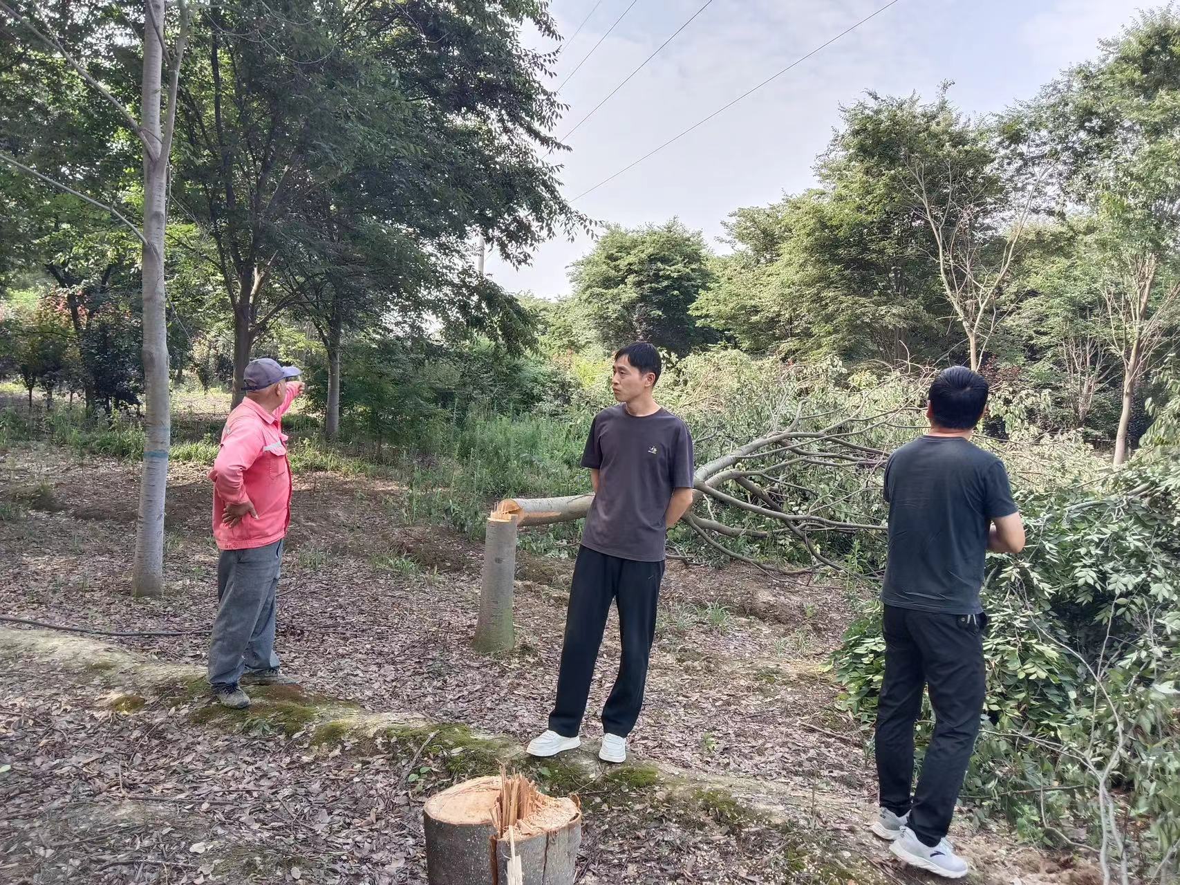 團(tuán)結(jié)村美麗鄉(xiāng)村建設(shè)再升級(jí)，樹(shù)木移栽工作穩(wěn)步推進(jìn)